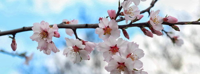 fleurs de printemps